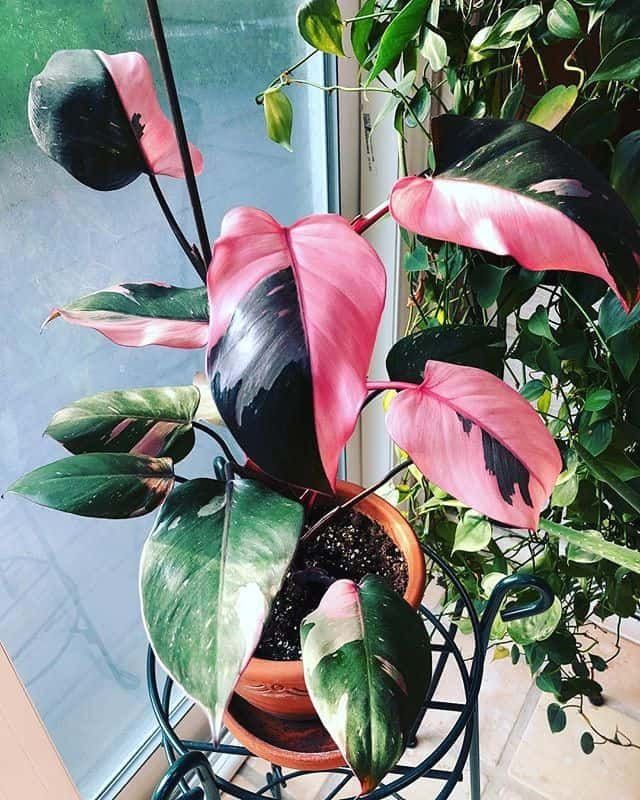 How To Care For Philodendron Pink Princess