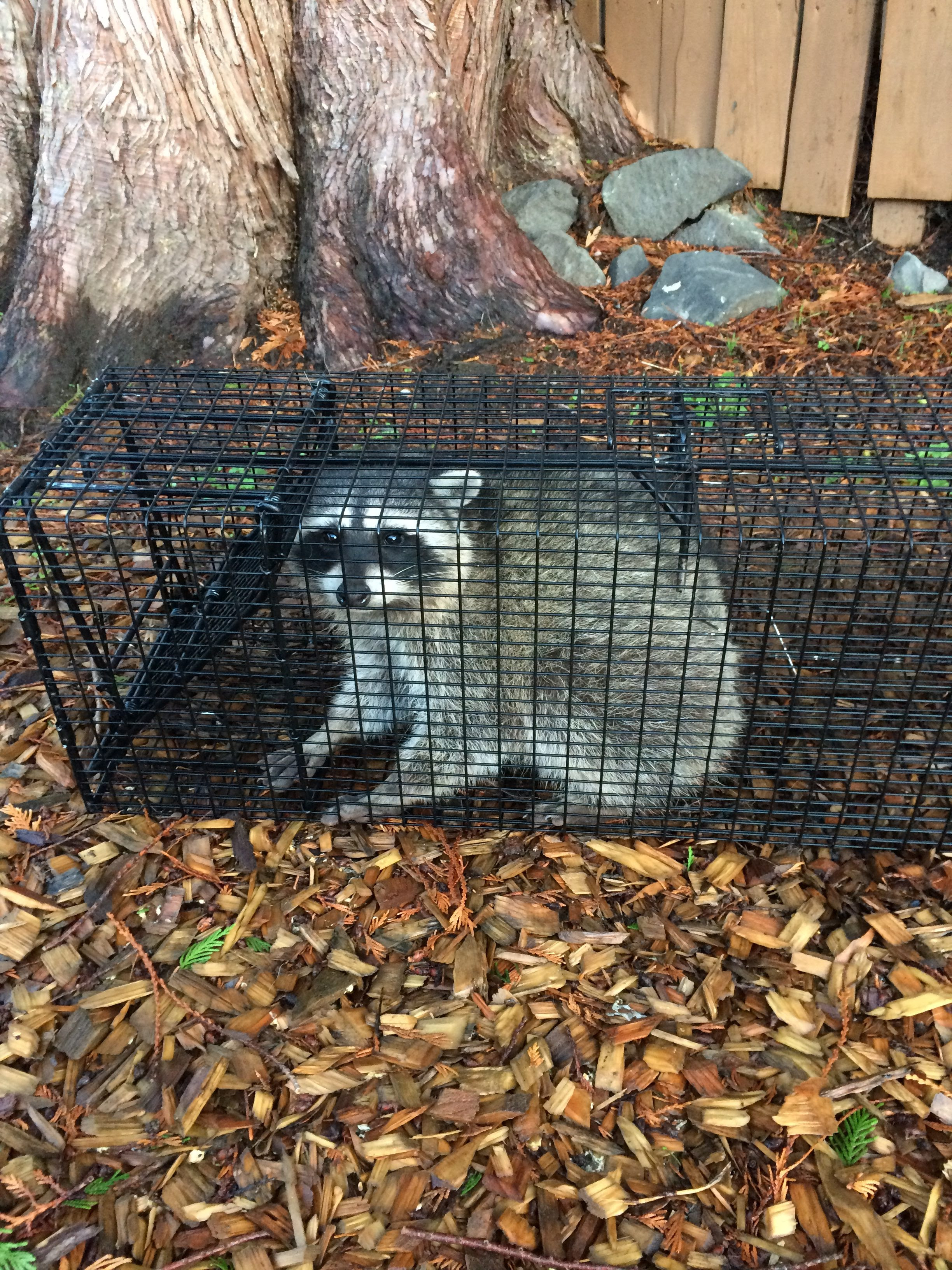 How To Catch A Raccoon Without A Trap