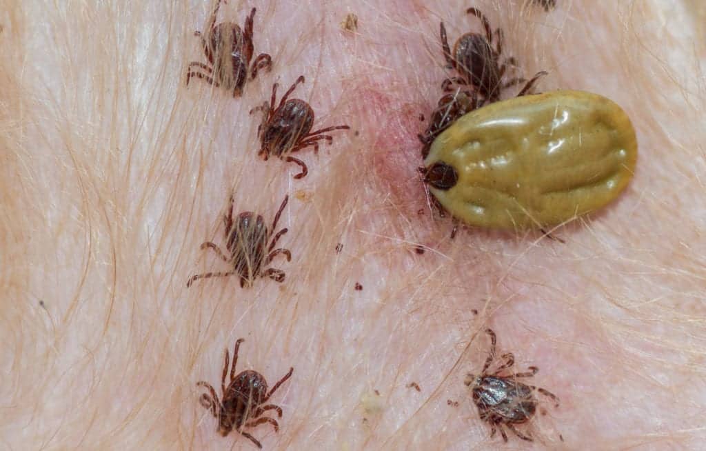 How To Check For Ticks On Black Dog