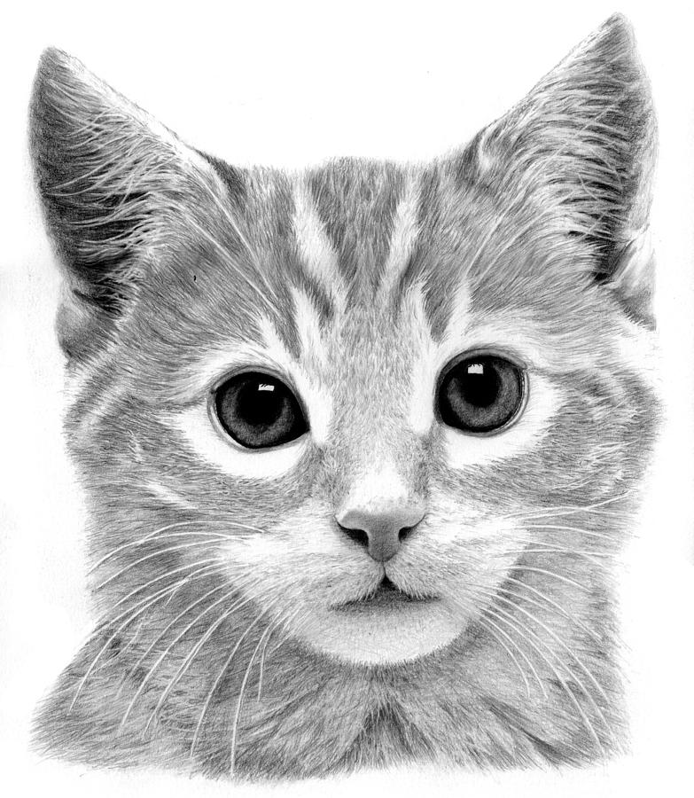 How To Draw A Cat Detailed