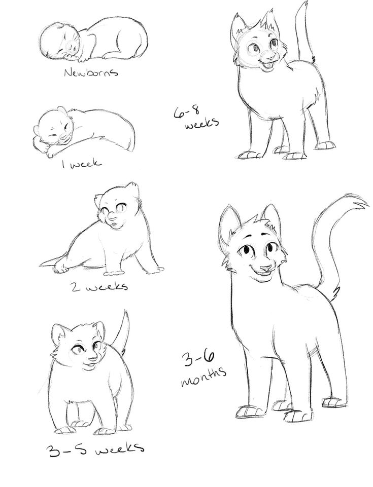 How To Draw A Cat Muzzle