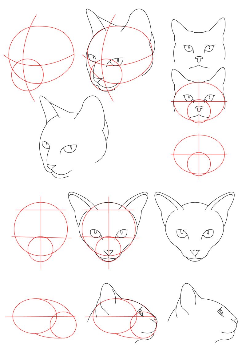 How To Draw A Cat On Your Face