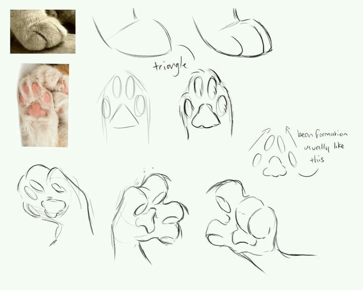 How To Draw A Cat Paw