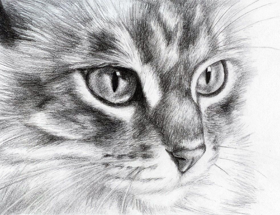 How To Draw A Cat Realistic But Easy
