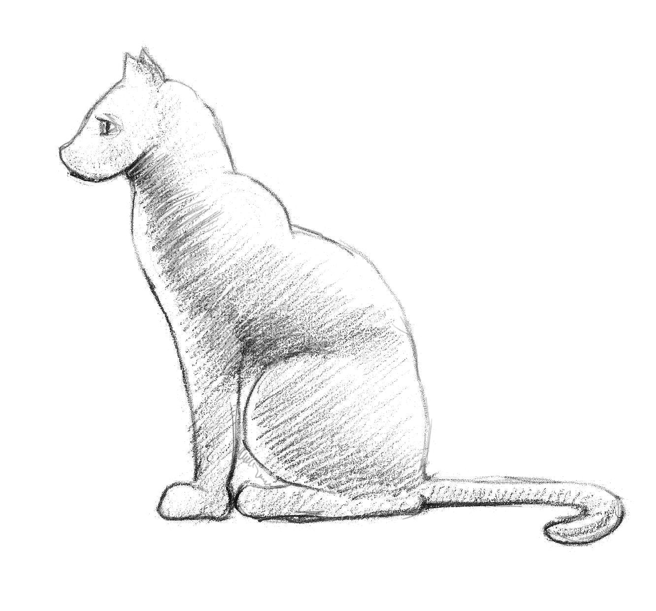 How To Draw A Cat Realistic Easy