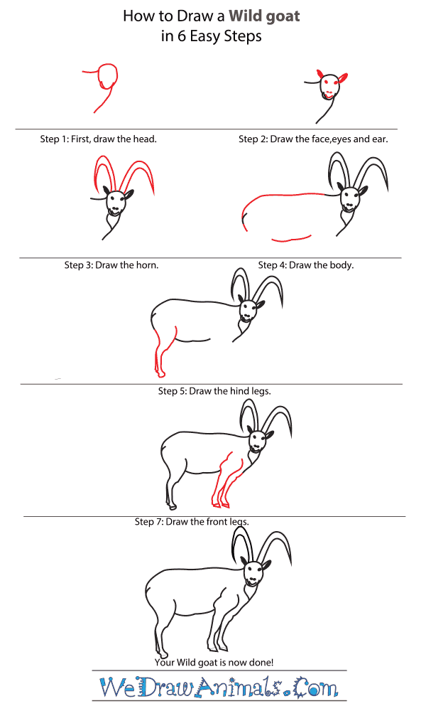 How To Draw A Mountain Goat Step By Step