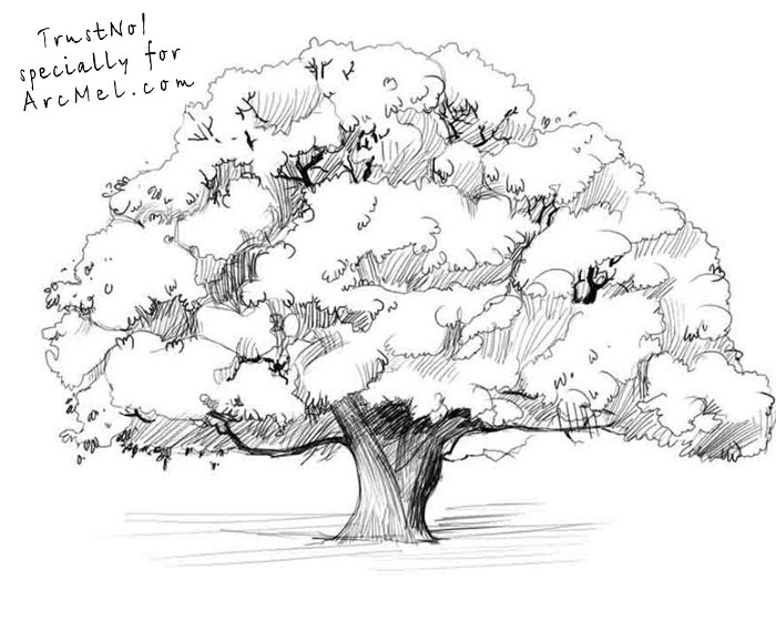 How To Draw A Realistic Oak Tree