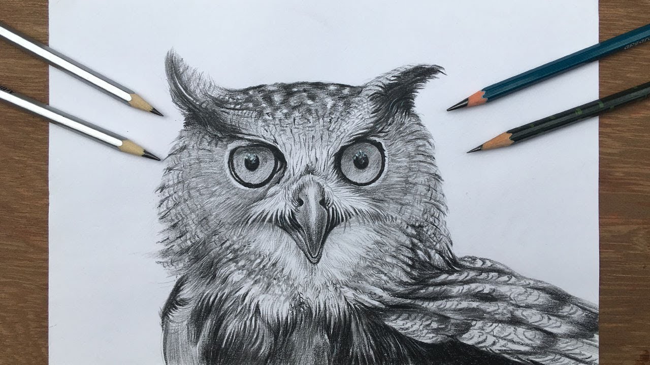 How To Draw A Realistic Owl