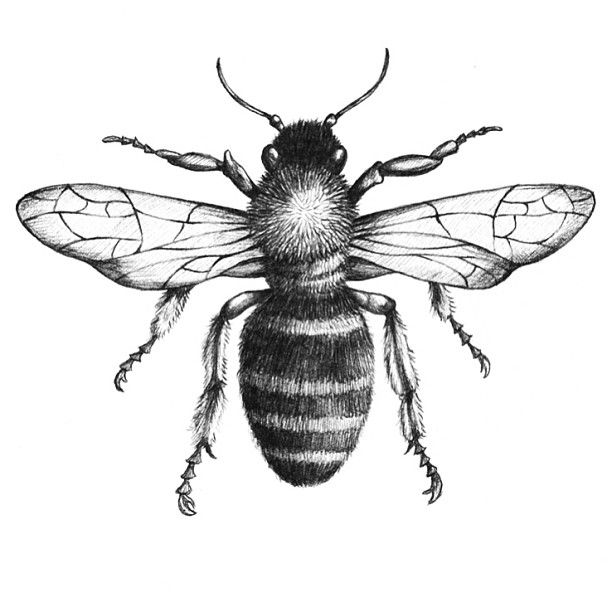 How To Draw A Realistic Queen Bee