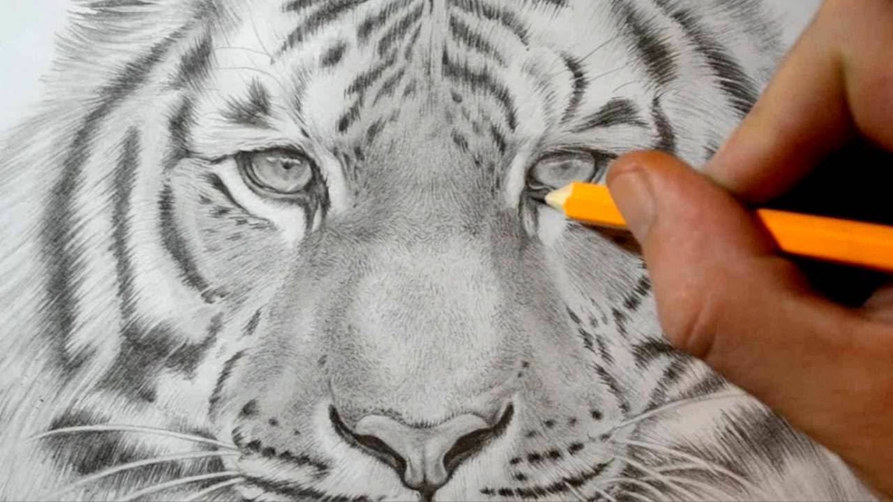 How To Draw A Realistic Tiger Video