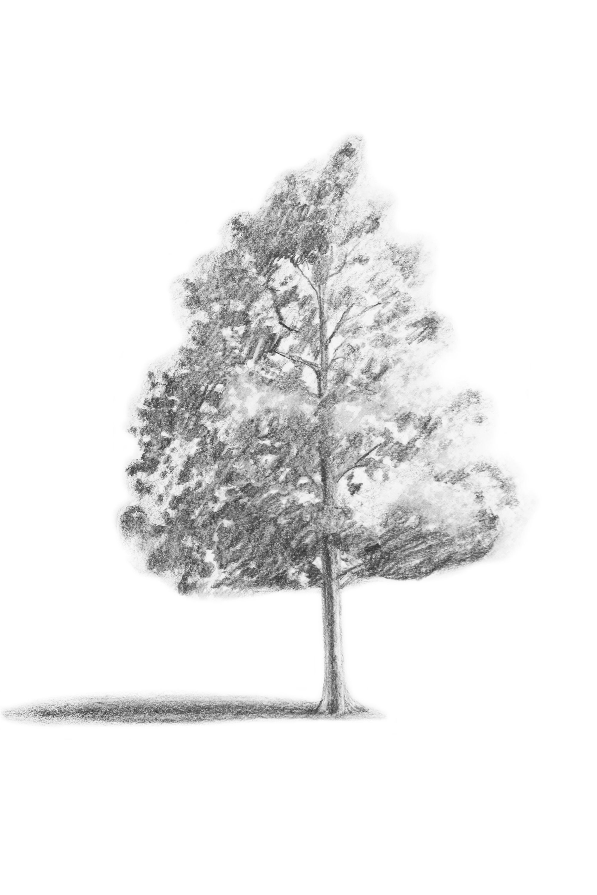 How To Draw A Realistic Tree Art Hub