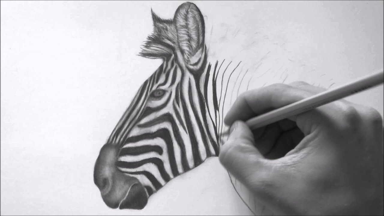 How To Draw A Realistic Zebra Easy