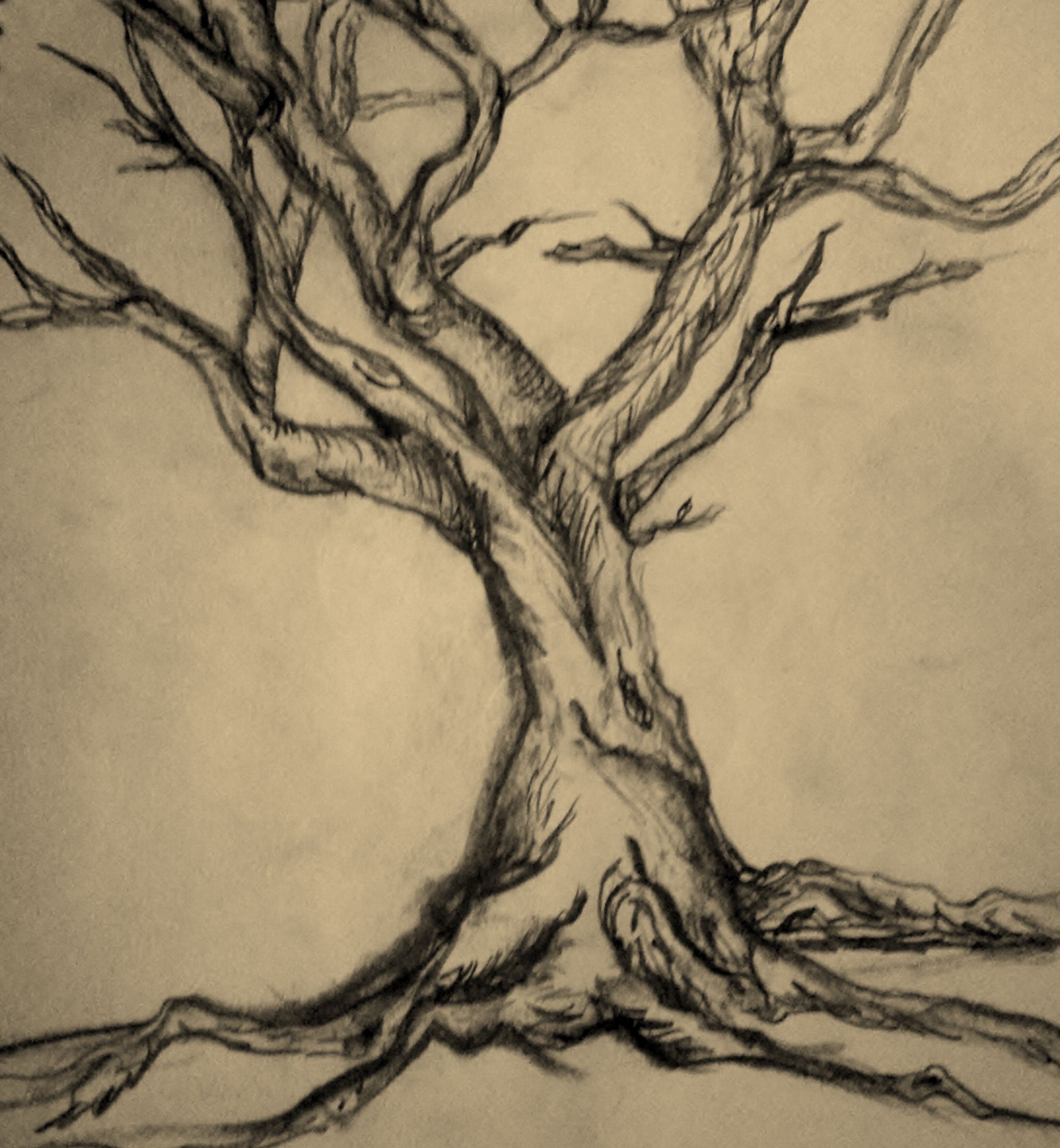 How To Draw A Really Realistic Tree