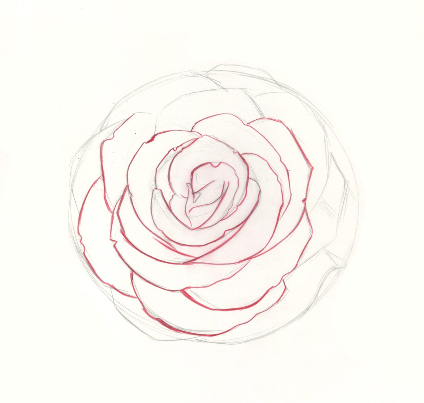 How To Draw A Rose And Label It