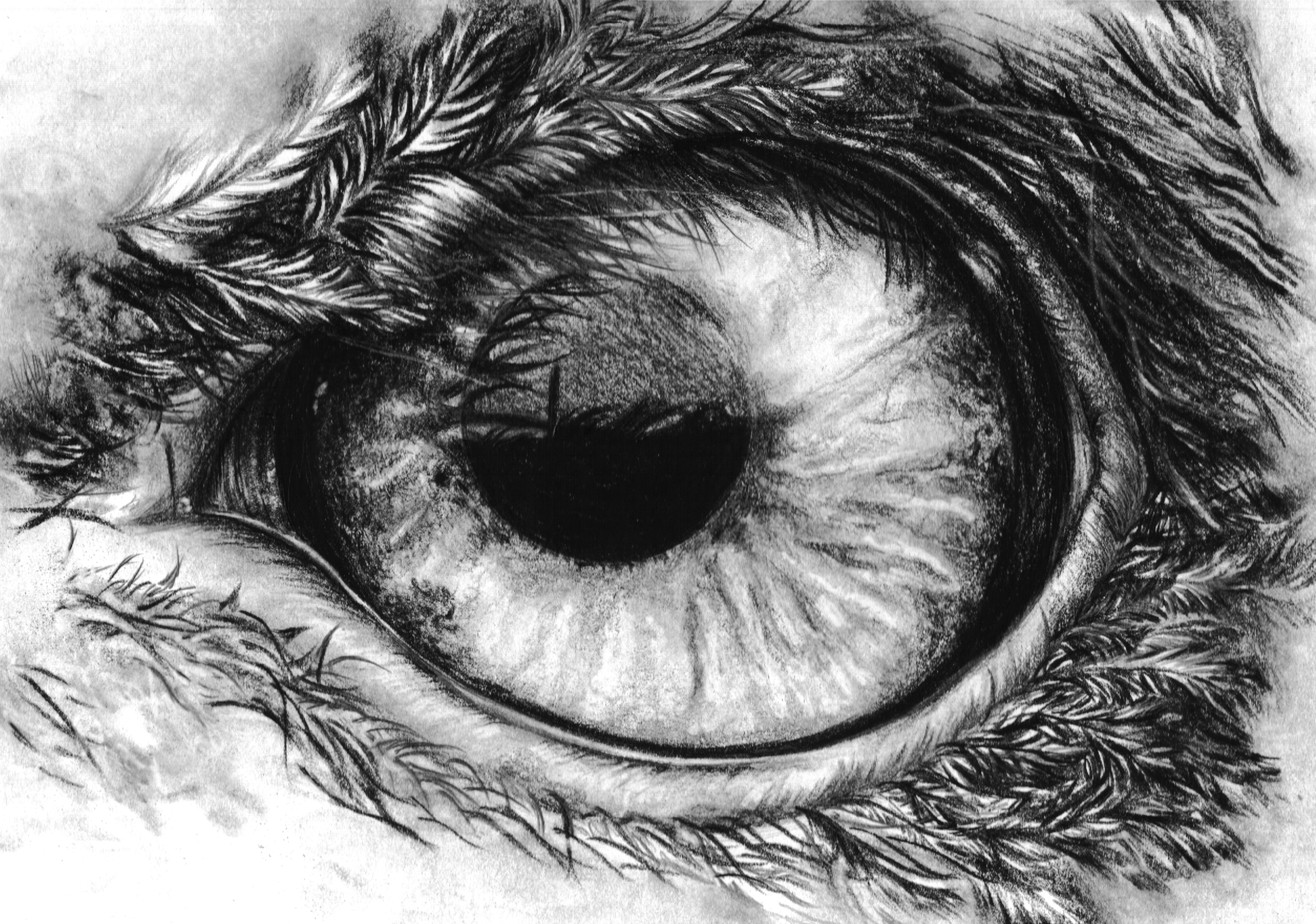 How To Draw An Eagle Eye
