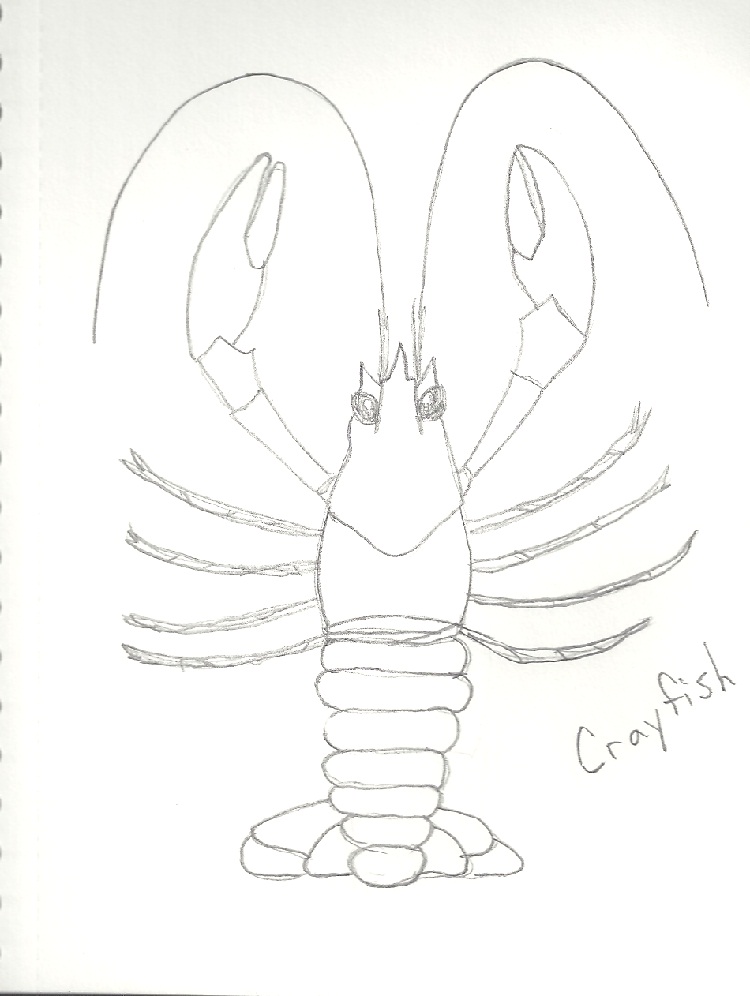 How To Draw Crayfish