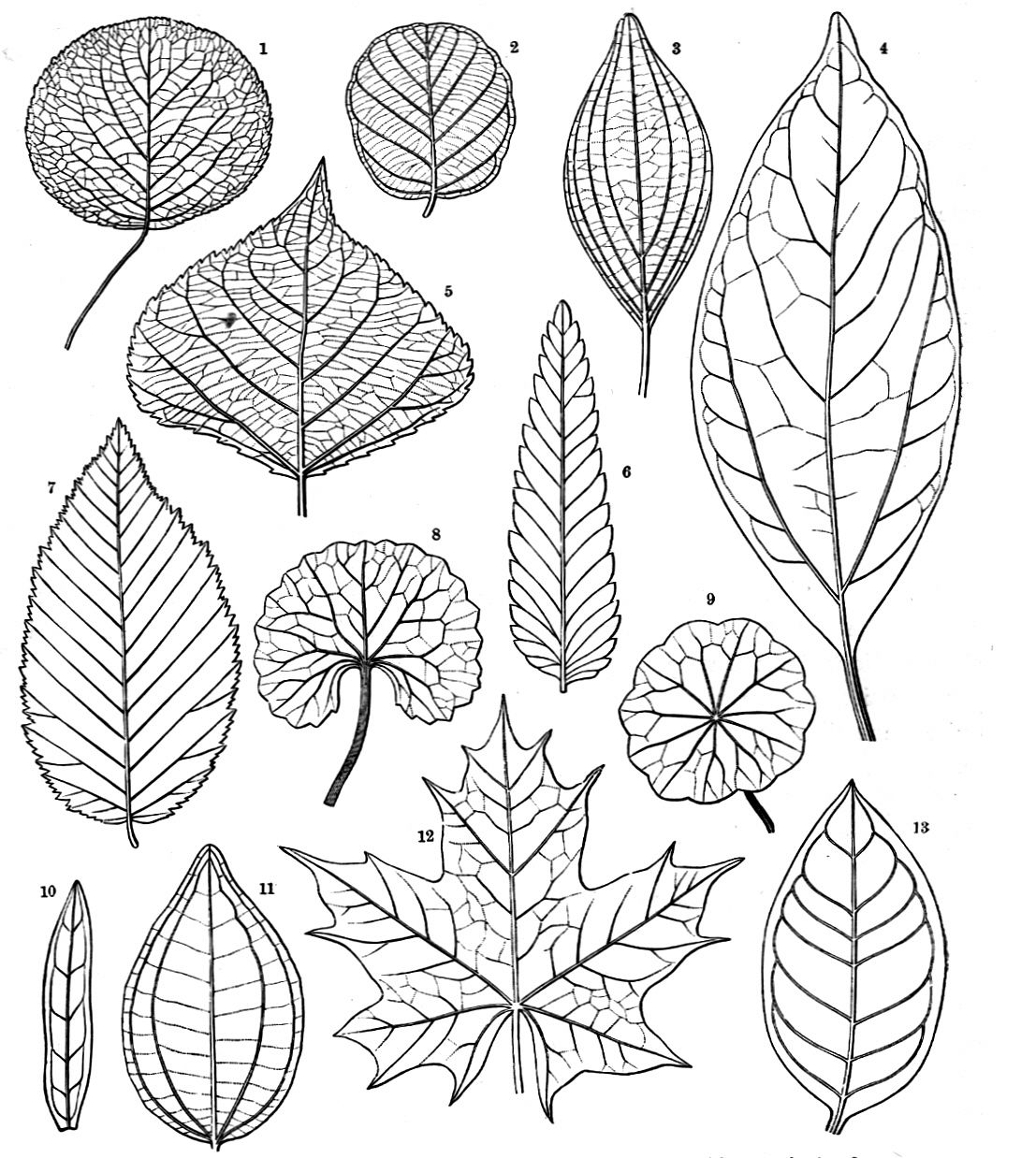 How To Draw Dicot Leaf