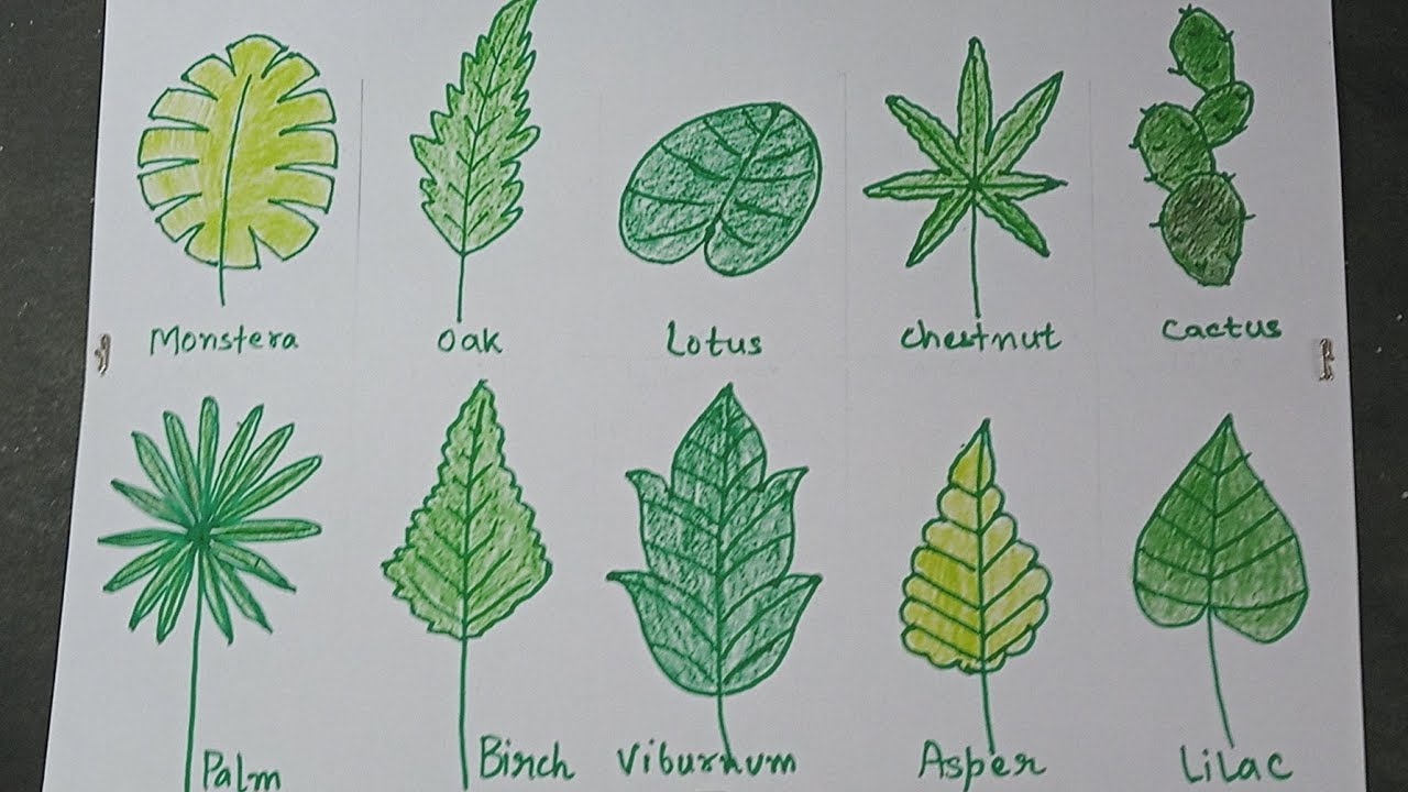 How To Draw Different Leaves