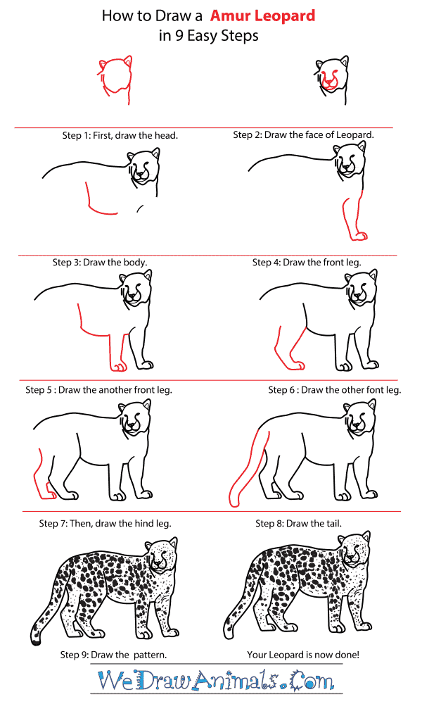 How To Draw Leopard