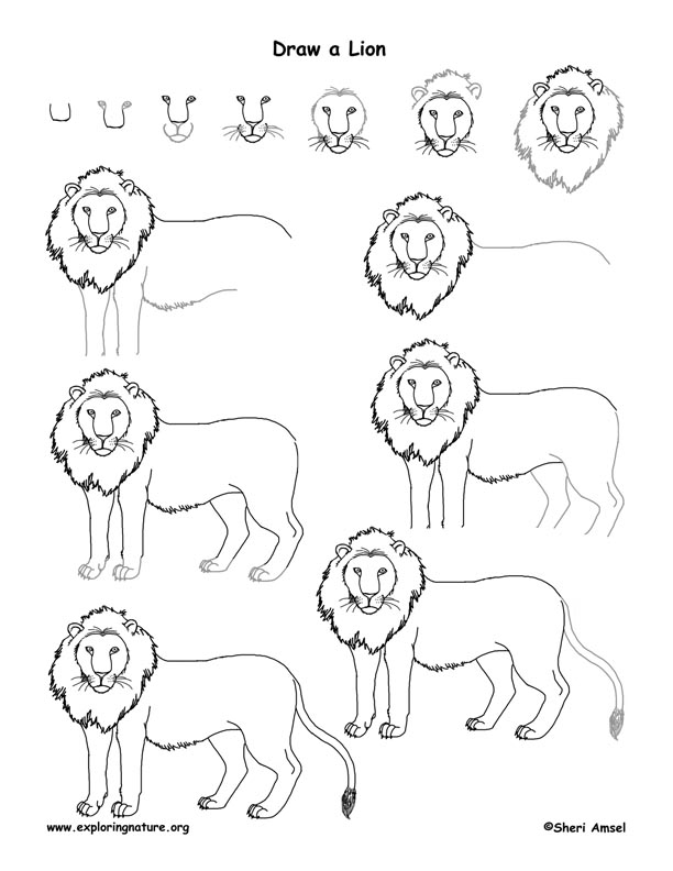How To Draw Lion Images