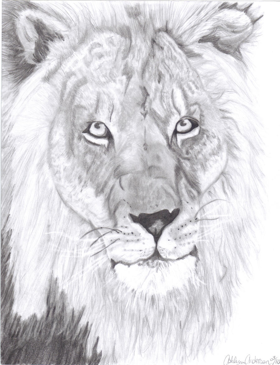 How To Draw Lion Shading