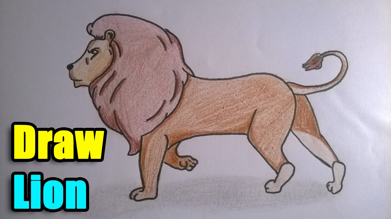 How To Draw Lion Vs Tiger Step By Step