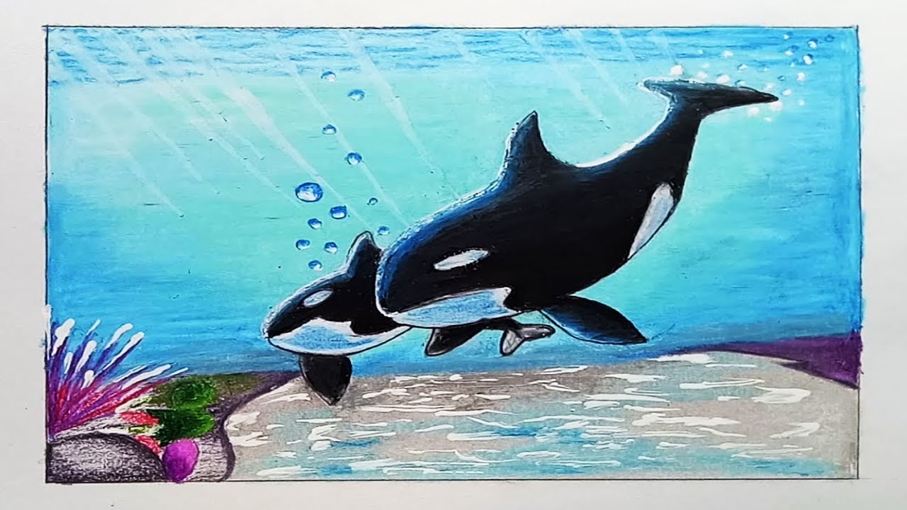 How To Draw Orca Whale Step By Step
