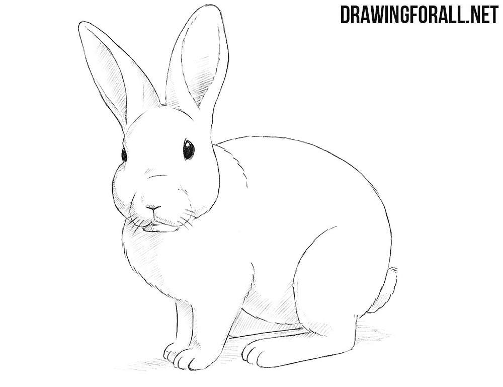 How To Draw Real Bunny