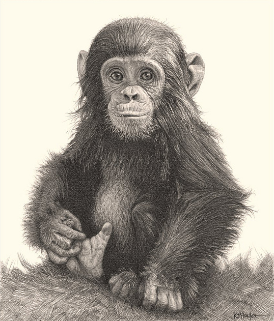 How To Draw Real Monkey