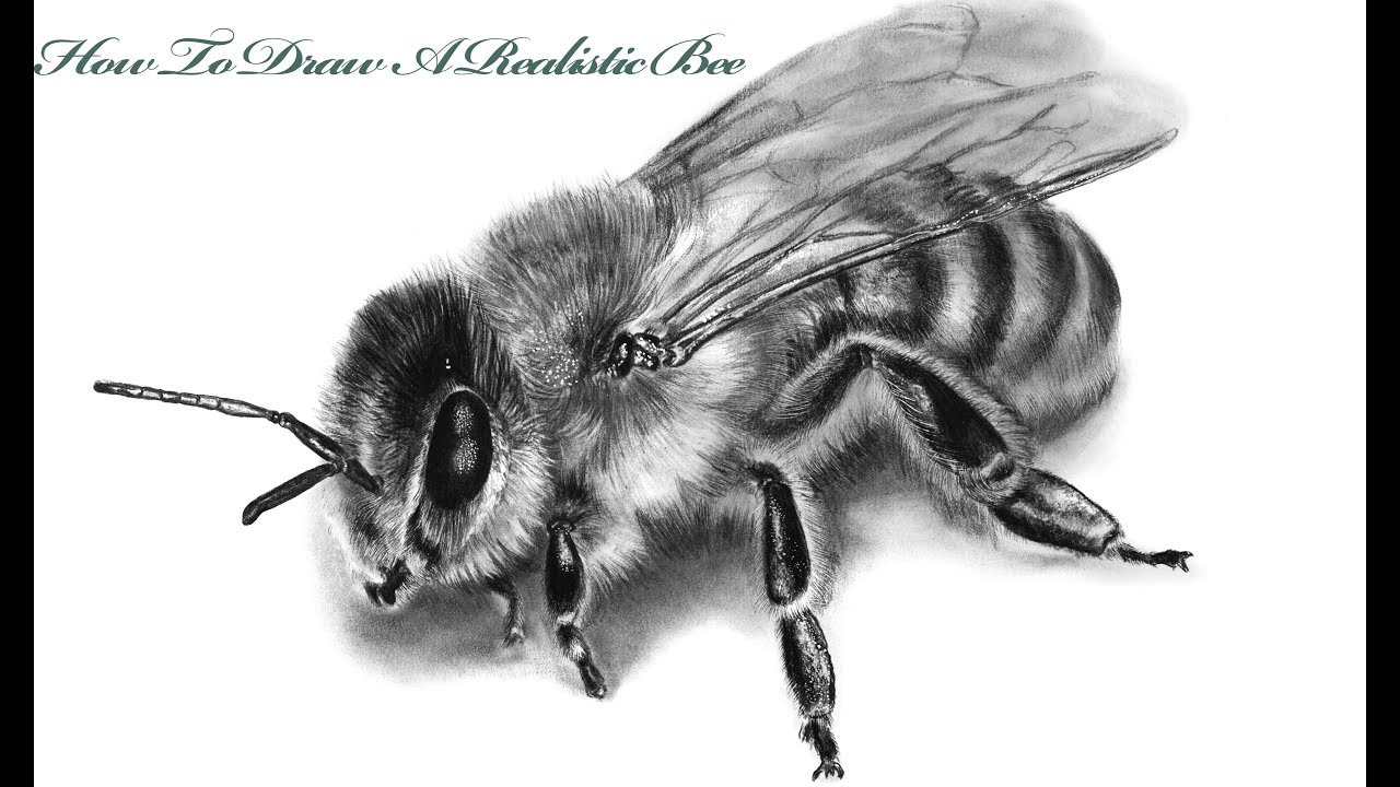 How To Draw Realistic Bee