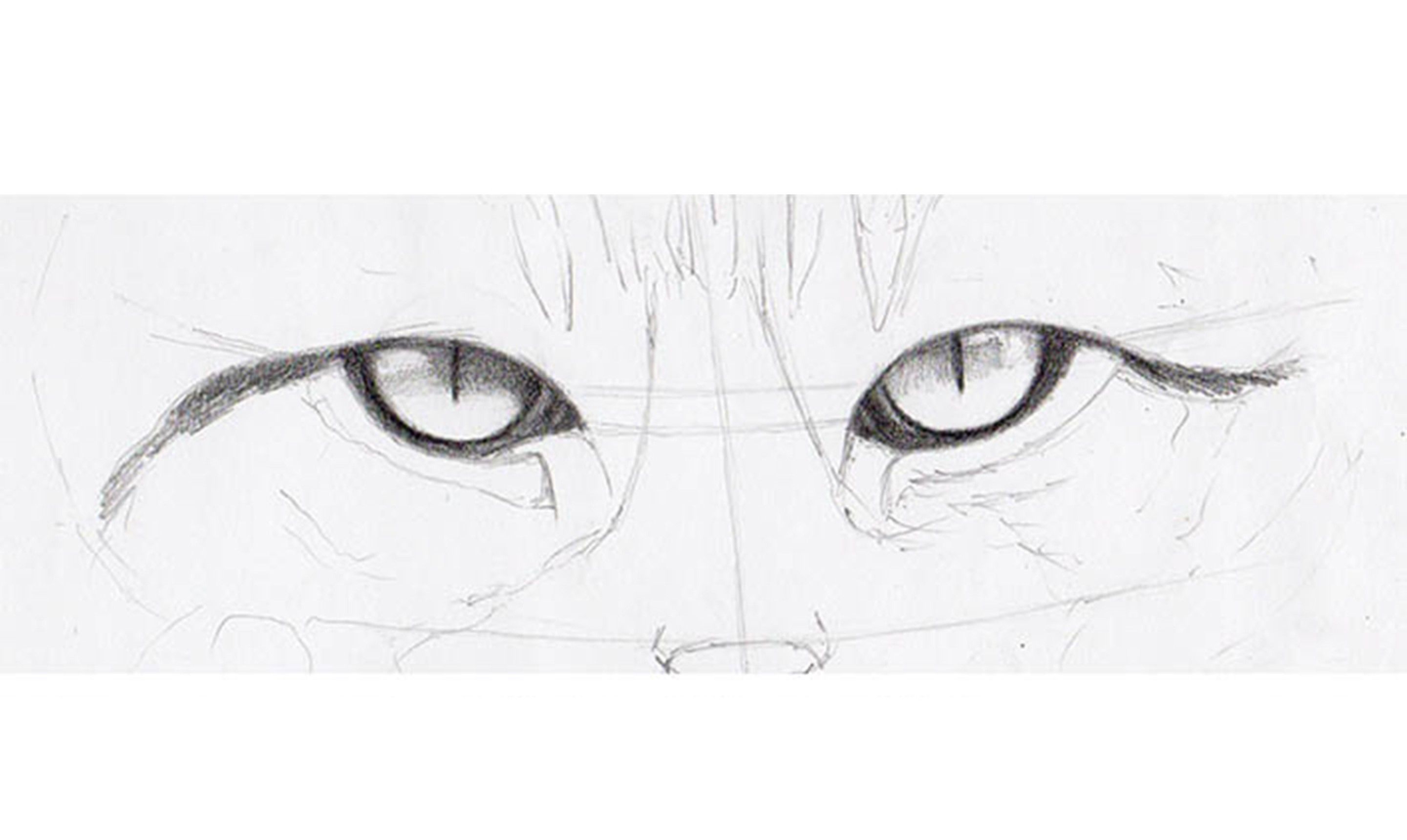 How To Draw Realistic Cat Eyes Step By Step