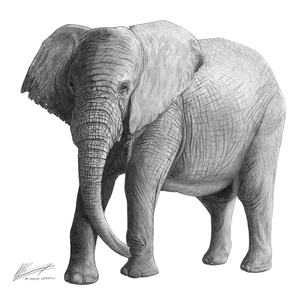 How To Draw Realistic Elephant
