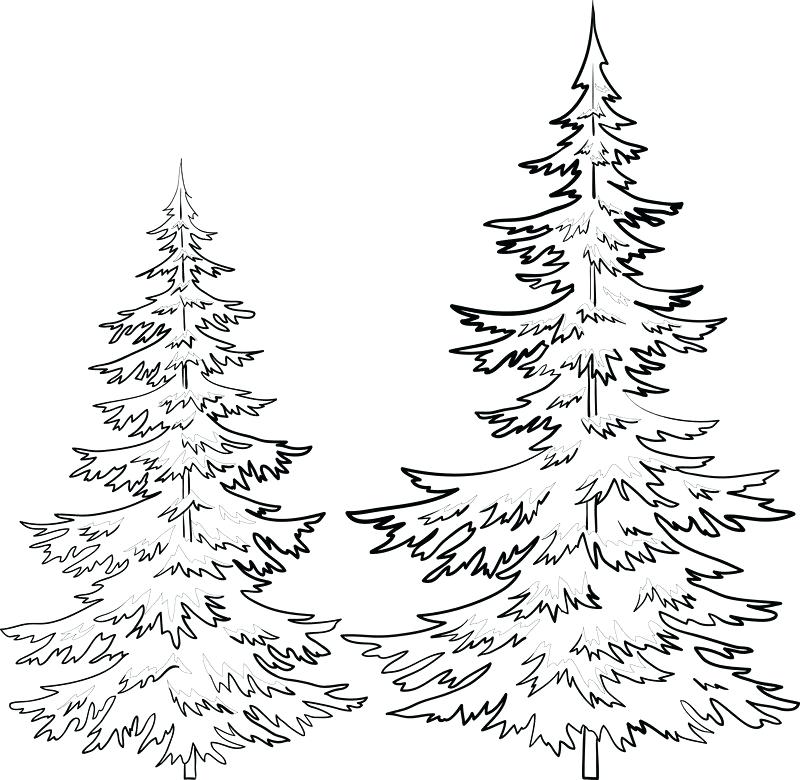 How To Draw Realistic Evergreen Trees