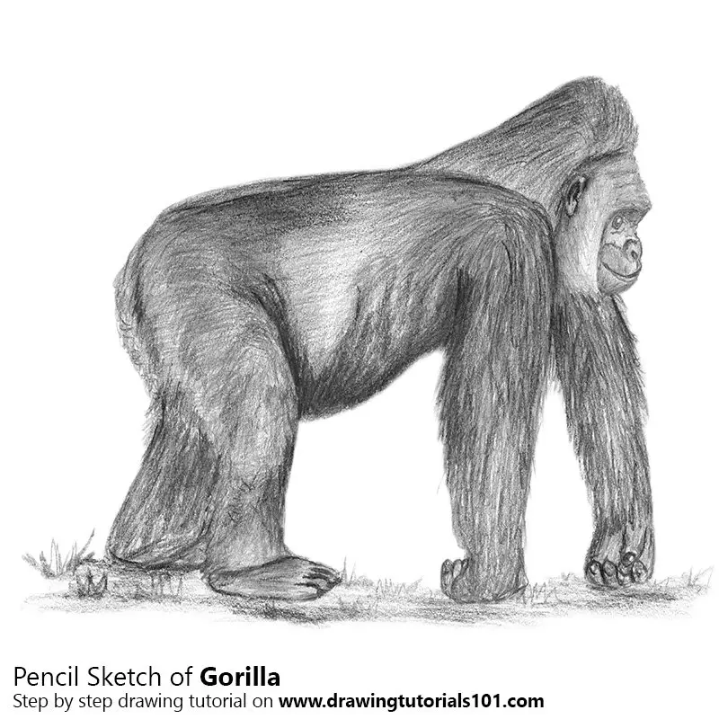 How To Draw Realistic Gorilla