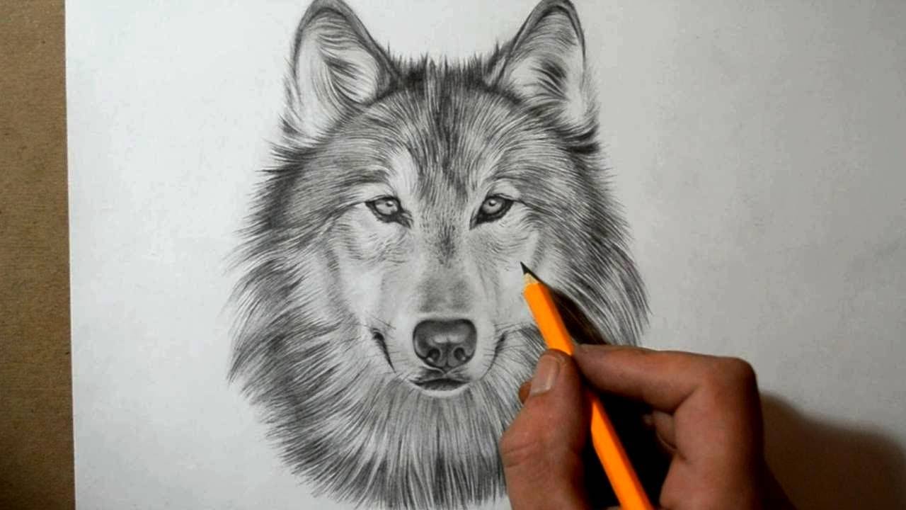 How To Draw The Wolf