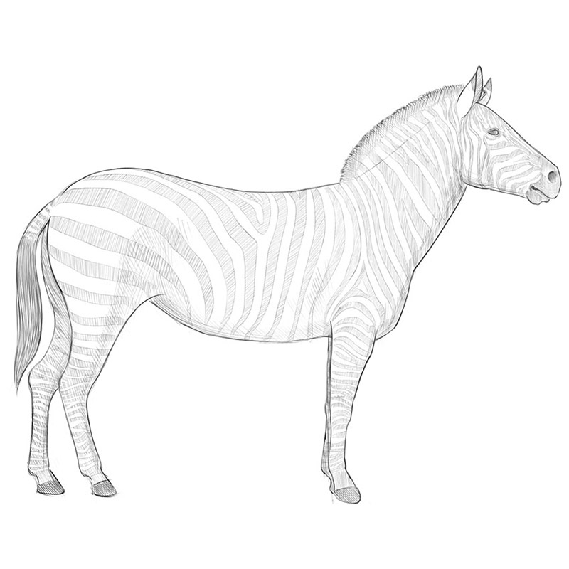 How To Draw The Zebra Zebra