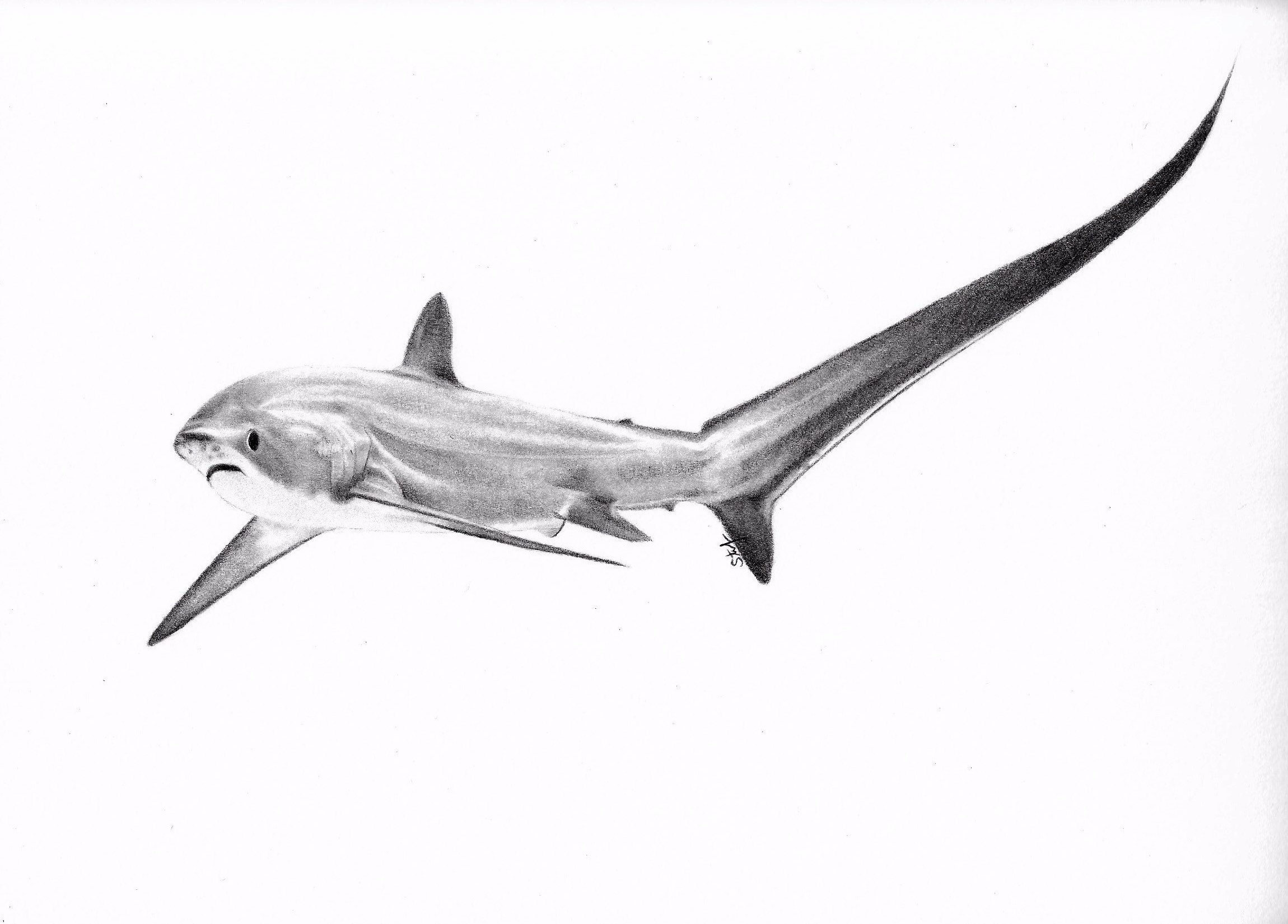 How To Draw Thresher Shark