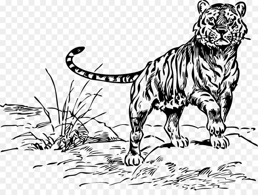 How To Draw Tiger And Lion