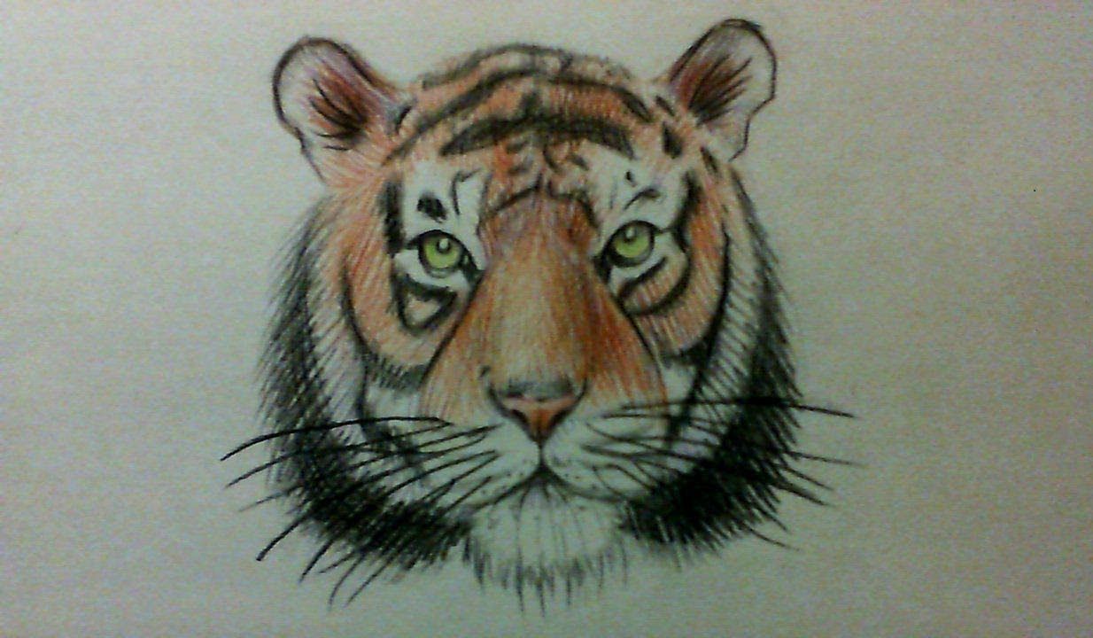 How To Draw Tiger Face Easy