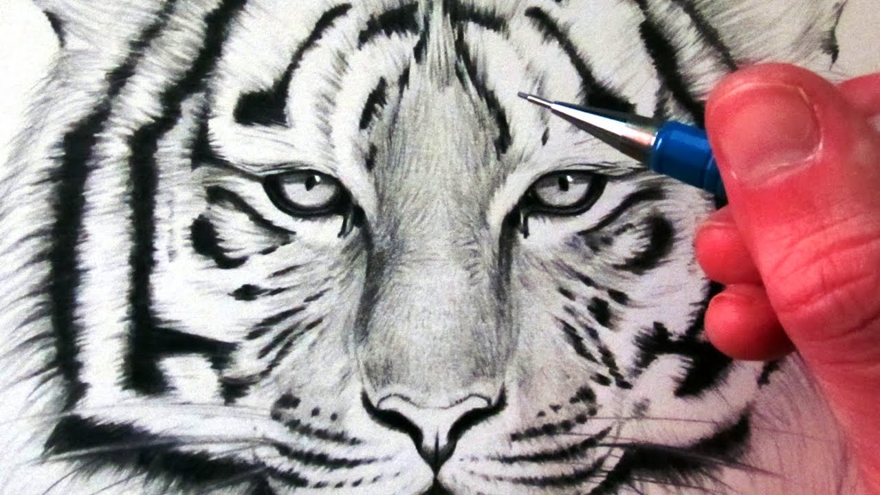 How To Draw Tiger Face