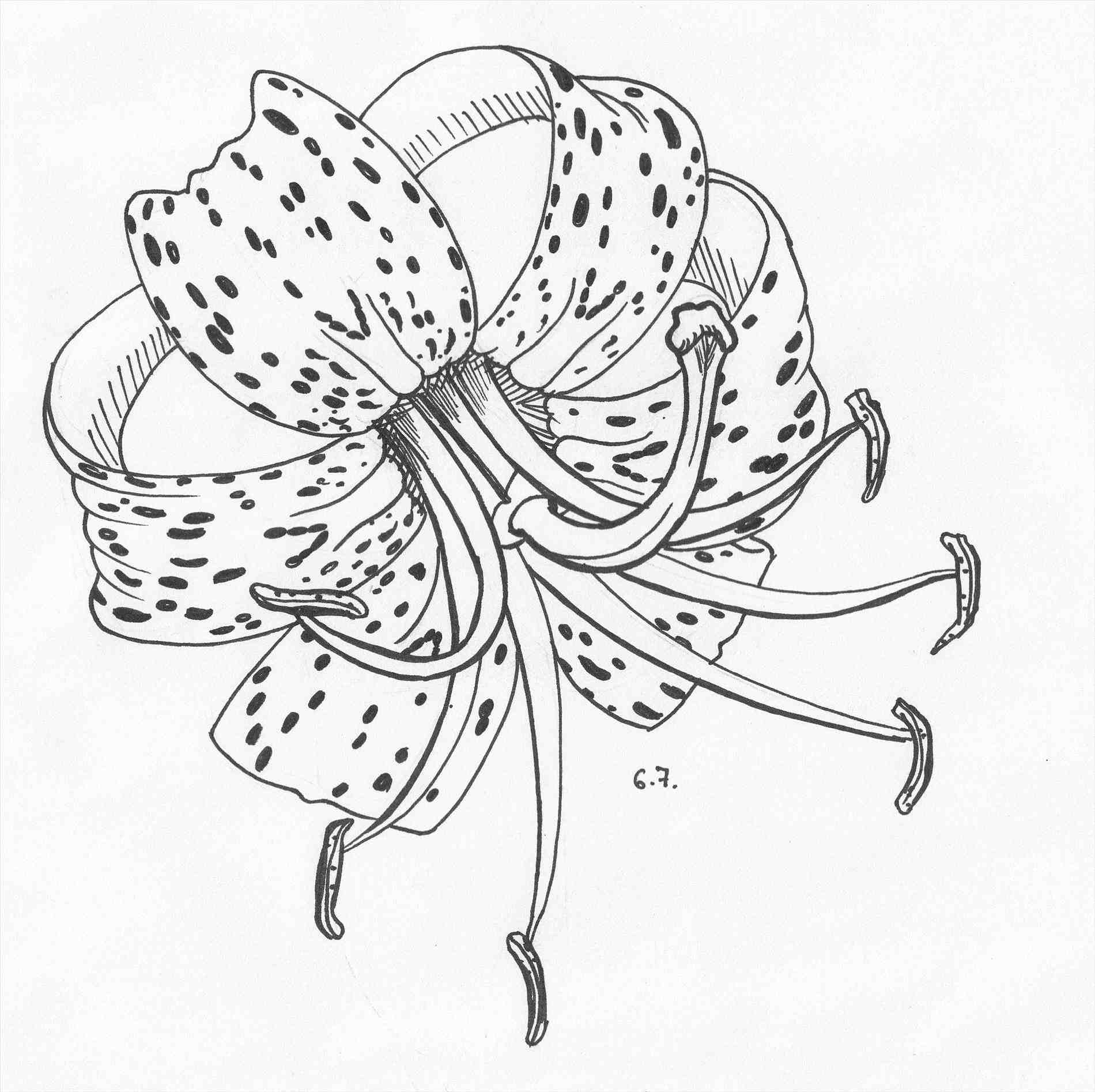 How To Draw Tiger Lily Flower Step By Step Easy