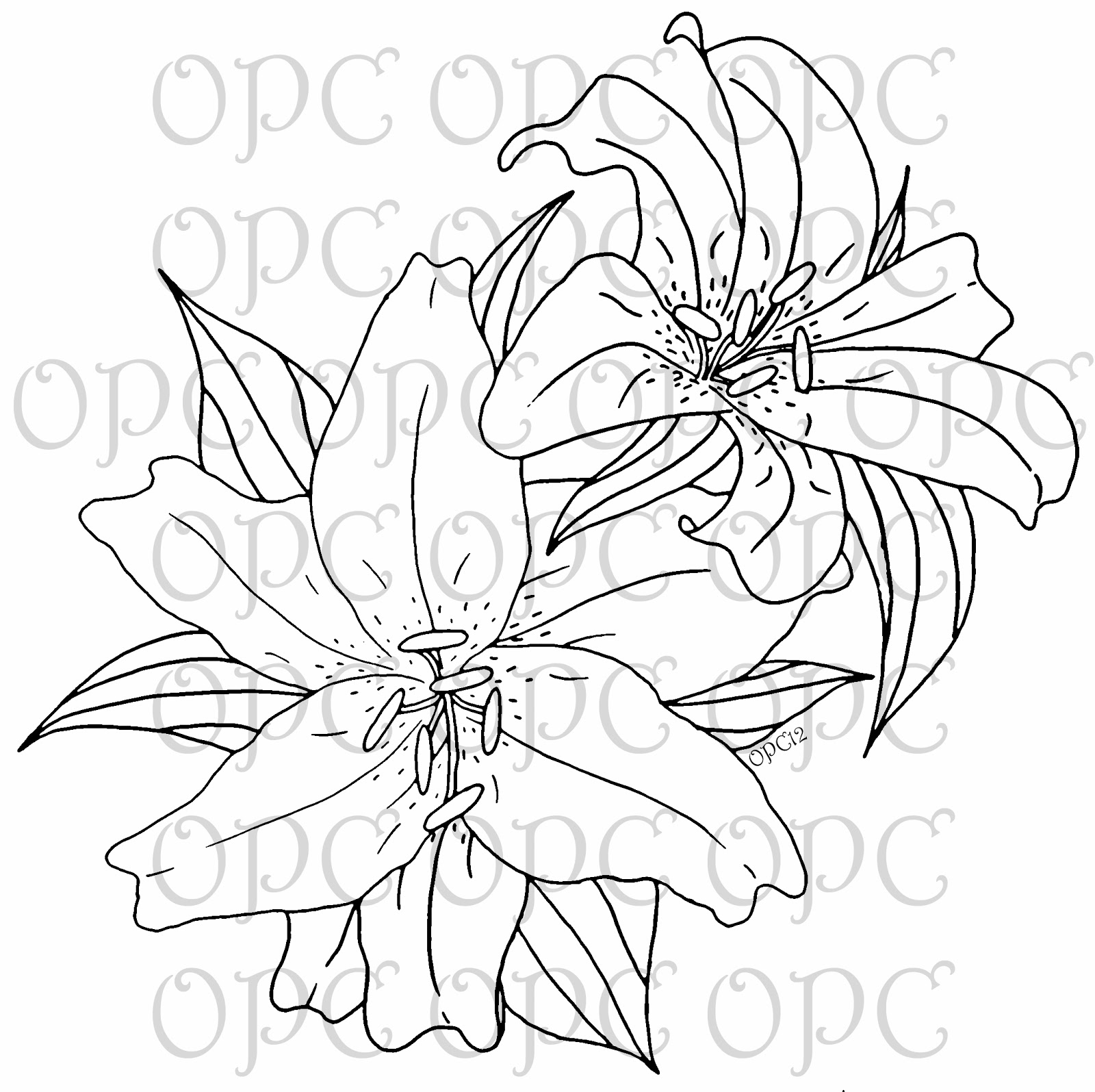 How To Draw Tiger Lily Flower