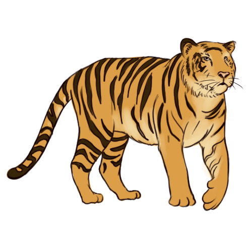 How To Draw Tiger Print