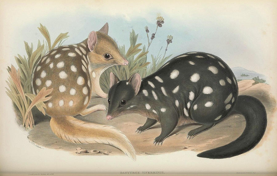 How To Draw Tiger Quoll
