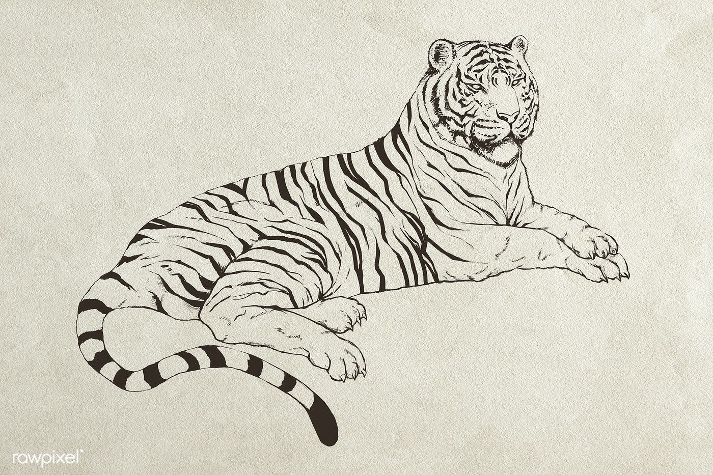 How To Draw Tiger Sitting Down