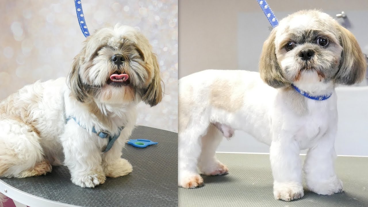 How To Groom A Shih Tzu With Clippers