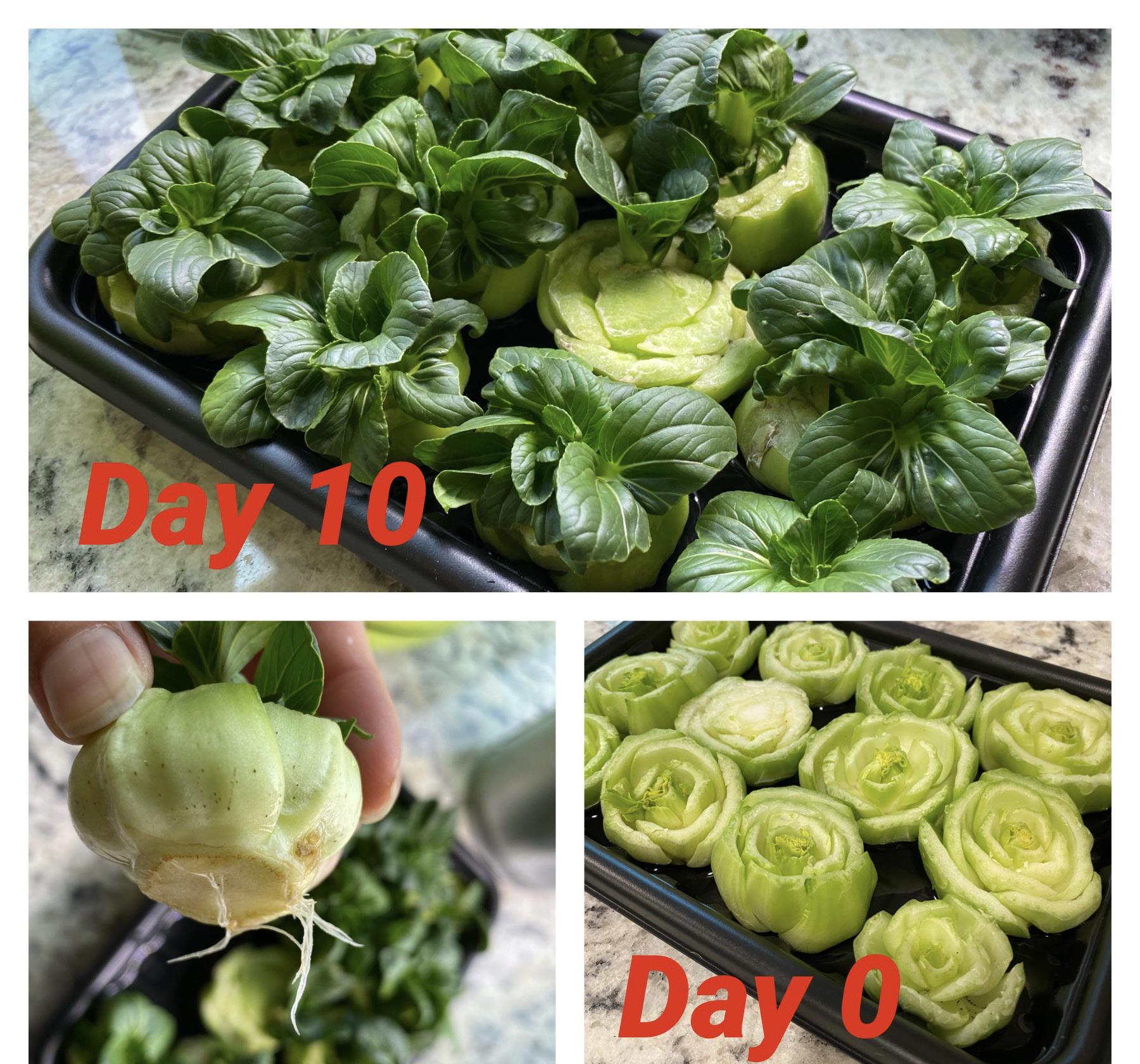 How To Grow Bok Choy In Water