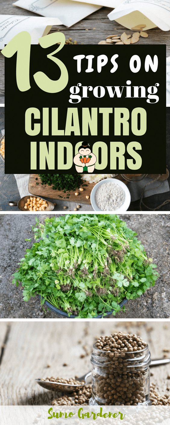 How To Grow Cilantro Indoors Without Soil