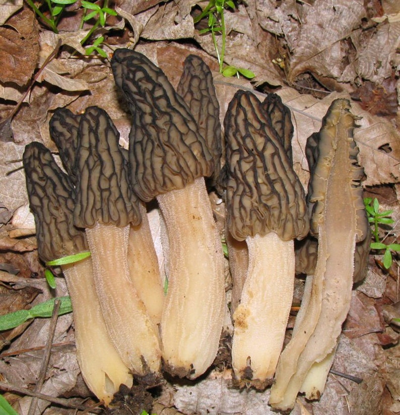 How To Grow Morel Mushrooms From Liquid Culture