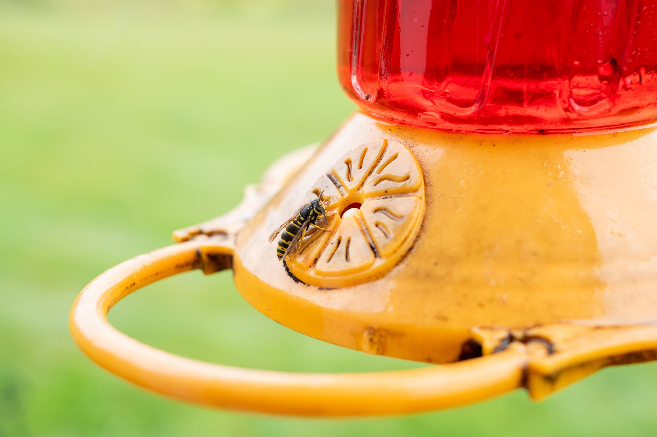 How To Keep Bees And Wasps Away From Hummingbird Feeders